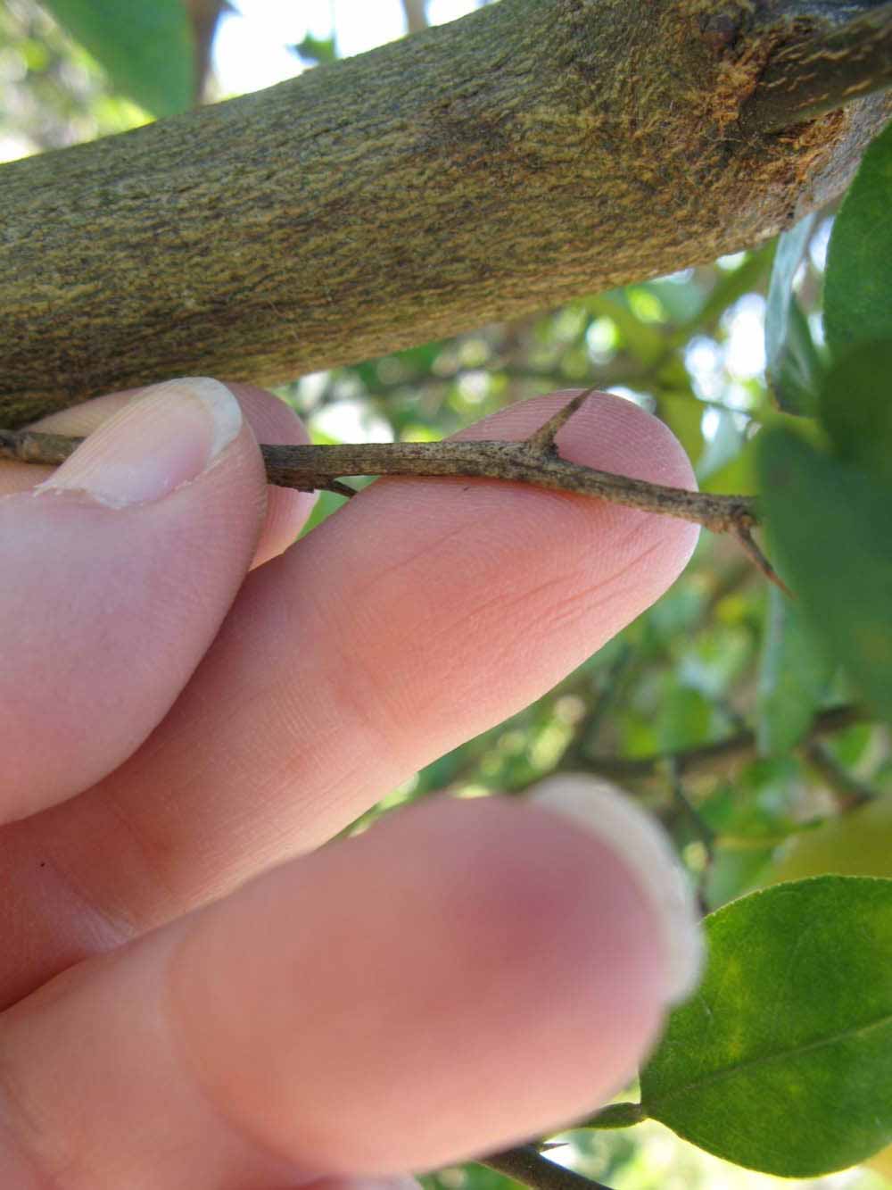              Second - third year twig (Winter Haven, FL)       